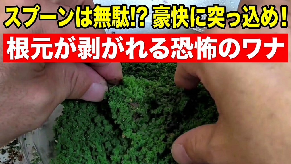 ウッディジョー陽明門さつき編:フォーリッジをタッパーに直接突っ込んでガシガシ押し付ける豪快な盛り付け練習と根元が剥がれる失敗を解説した限定公開動画のサムネイル画像